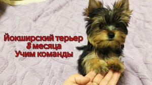 Йокширский терьер.Учим команды.