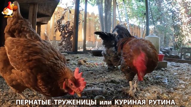 Куриная рутина – что делают куры на выгуле 😂 эпизод (123) смотреть онлайн