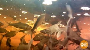 Рыба ищет, где глубже... вздохнуть. Доброе утро. Фрагмент выпуска от 27.01.2026