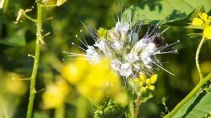 Разница выделения нектара медоносами