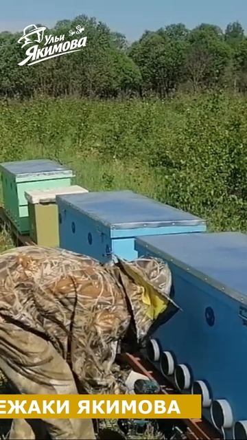 Пасека под ключ — ваш старт в пчеловодство без ошибок смотреть онлайн