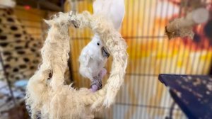 Мы убираем, Жорик спрятался и молчит, понимает что ЗАЛЕТ, а с яЛюси как с гуся вода