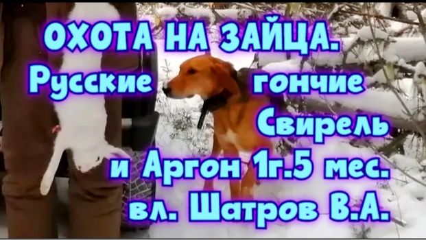 ОХОТА НА ЗАЙЦА. Русские гончие Свирель и Аргон 1г.5 мес. вл. Шатров В.А. #охотасгончей#топ#hunting смотреть онлайн