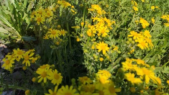 Один из дней города Евпатории | 22 апреля 2021 г | Крым | ХАН БАТОН XAH 6ATOH | VID_20210422_140834 смотреть онлайн