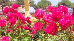 СМОТРИТЕ! Ставьте на паузу , выбирайте букет 🌸