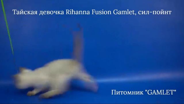 Тайская девочка Rihanna Fusion Gamlet, сил-пойнт, 1,5 месяца смотреть онлайн