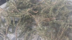 Чернобанва Л.П. 27.01.2026г. вышла подышать св.воздцхом на балкончик в Севастополе.