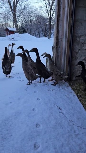 Утки (не)вышли на прогулку