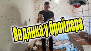 Водянка у бройлеров! Главные причины и их решение.