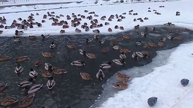 В Центральном парке Воронежа зимуют несколько сотен уток смотреть онлайн