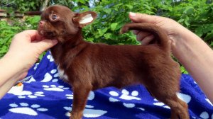 Самочувствие Чиосан после #операция_кастрация 27/01/26 #купить_щенка_чихуахуа_продаю +79215950848