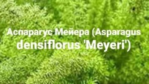 Аспарагус Мейера (Asparagus densiflorus 'Meyeri')