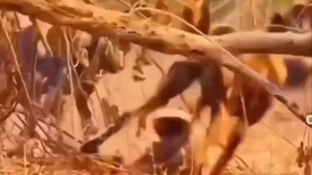 Видео про медоеда (Кубик в Кубе) смотреть онлайн