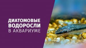 Диатомовые водоросли в пресноводном аквариуме: что это, почему появляются и как убрать?