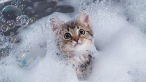 РАЗВЛЕКАТЕЛЬНОЕ ВИДЕО | ИИ | НЕЙРОСЕТЬ