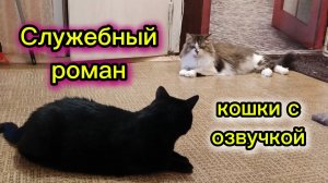 КОШКИ С ОЗВУЧКОЙ