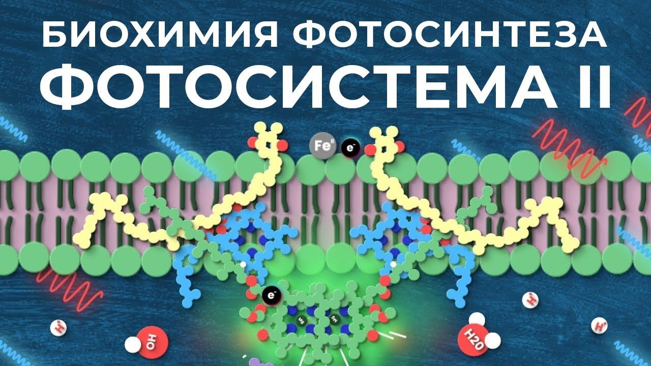 Биохимия фотосинтеза: #1. Фотосистема II [Clockwork]