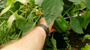 pomidom.ru Перец Сладкий Гигантский — Big Bertha - Большая Берта