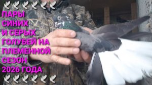 🕊🕊🕊 Племенные пары синих и серых голубей на сезон 2026 года. Николаеские голуби в Каменоломни.
