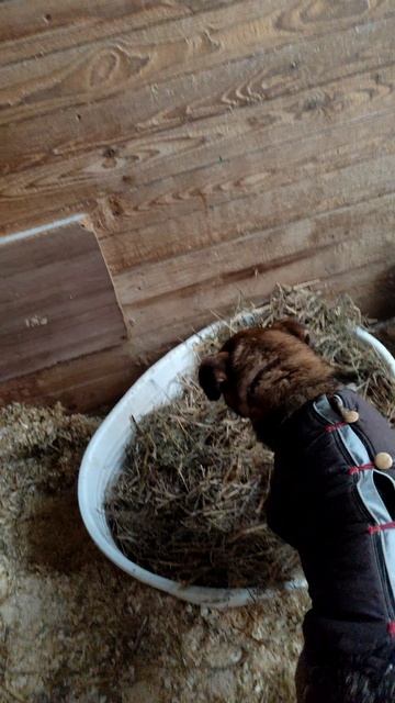 Чаплин на сене