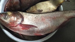 Лучшая рыбалка на паук