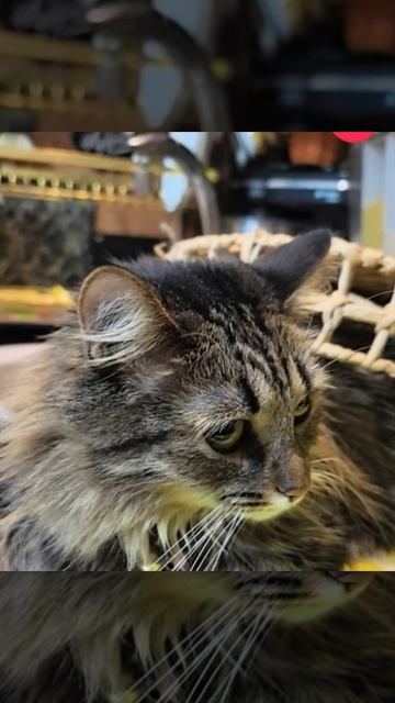 Муся размышляет