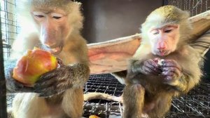 У Анфисы рядом с Маней появился аппетит и она стала прекрасно себя вести❤️