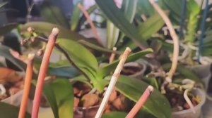 #161 ОрхоVLOG следующая полочка с орхидеями. Результаты после лечения и полива с вкусняшками