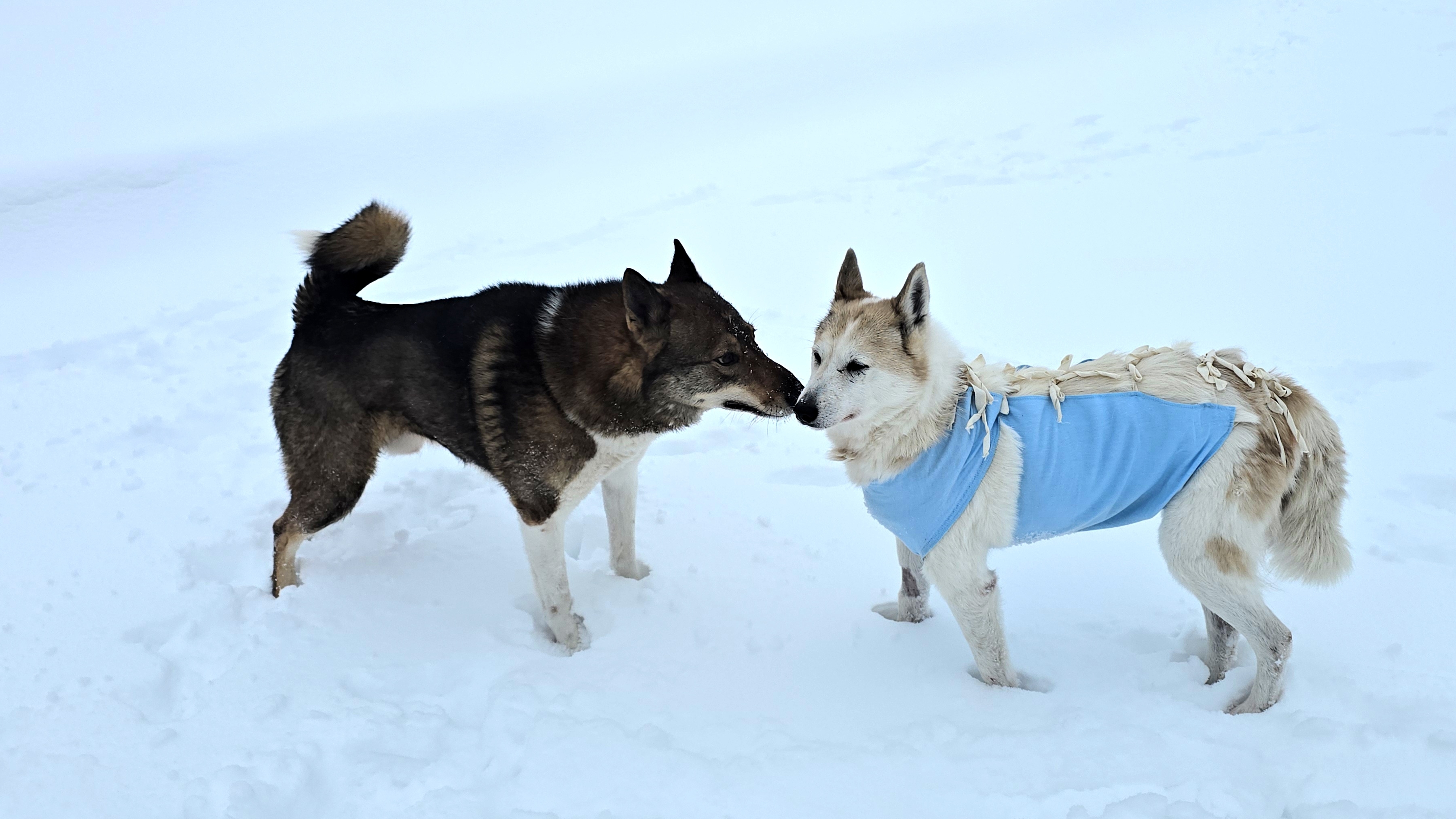 Первая прогулка Белкуньи смотреть онлайн