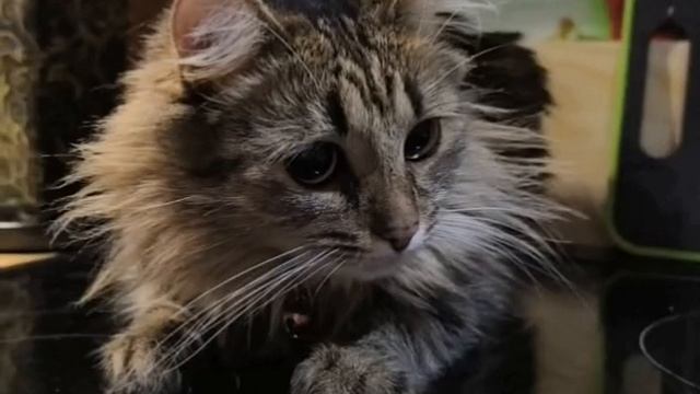 Муся 🤣🤣🤣