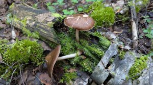 Плютей олений (Pluteus cervinus). Как выглядит гриб на месте произрастания.