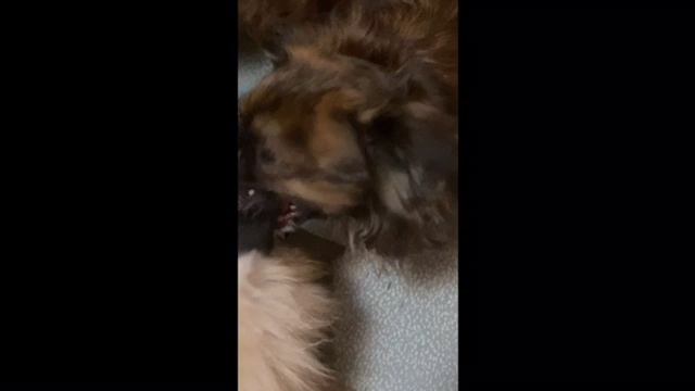 Как общаются помчи и чихуахуа