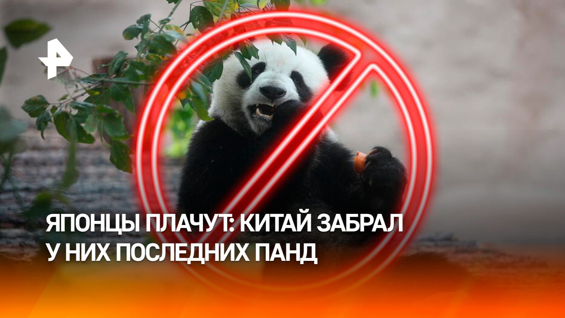 Японцы плакали, прощаясь с последними пандами в стране смотреть онлайн