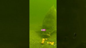 Как поймать БОЛЬШЕ карпа и сазана? #карпфишинг