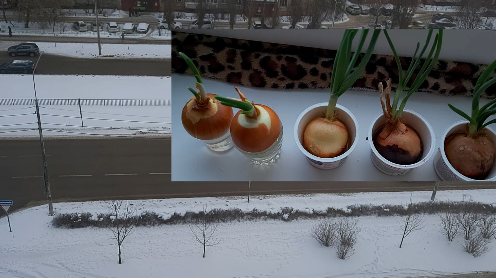 Привыкла к чаю))) Огородик на окне. Новые планы: цветы, микрозелень. смотреть онлайн