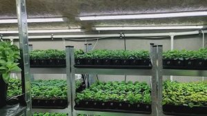 Как выращиваю цветочную рассаду в домашних условиях. Обзор стеллажей в конце января.