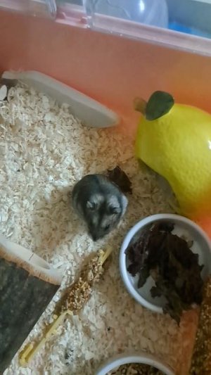 Похомячим?) #хомяк#джунгарик#хомякджунгарик#хомячить#хомячки