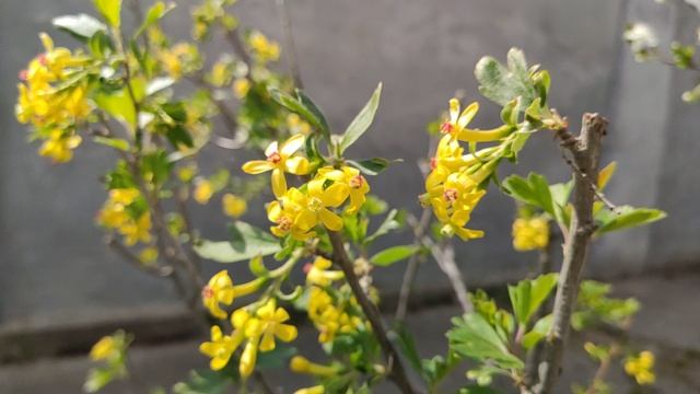 Один из дней города Евпатории | 19 апреля 2021 г | Крым | ХАН БАТОН XAH 6ATOH | VID_20210419_143148 смотреть онлайн