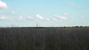 Редкие всходы мордовника