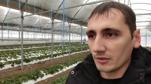 Начало работ у клубничников юга России