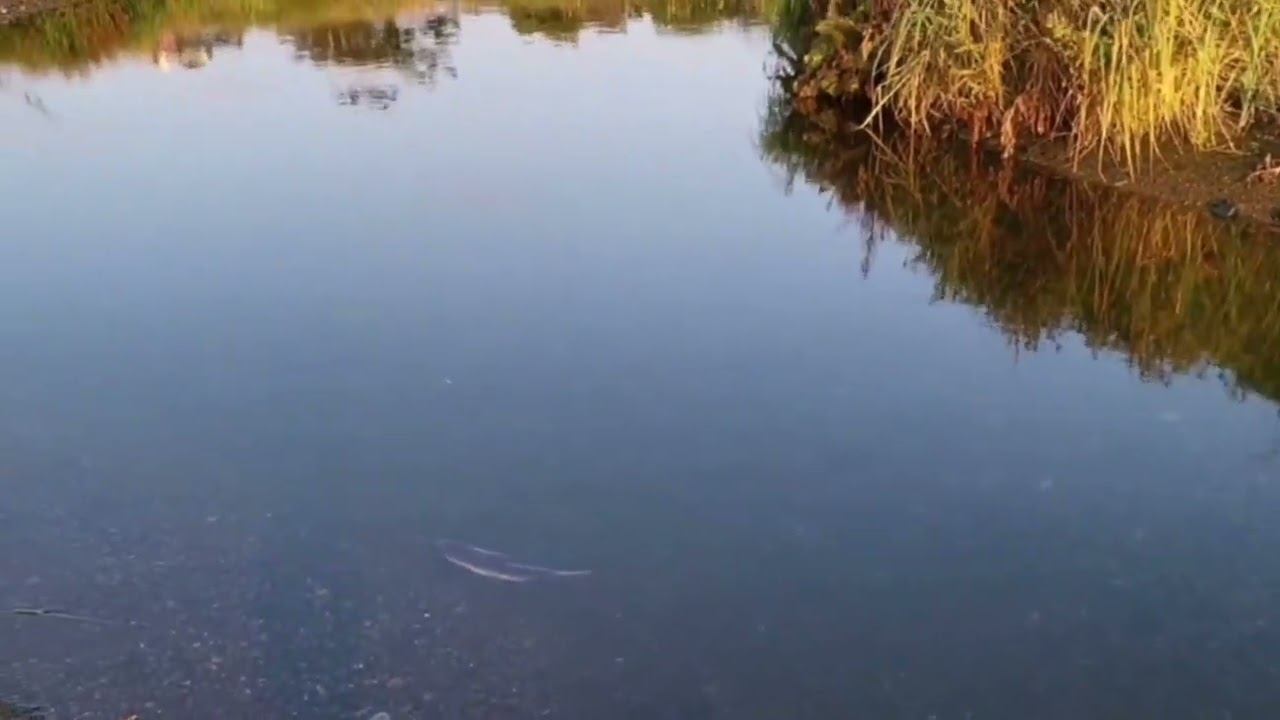 Покатушка Offroad Золотой рейд 2025  #offroad #jdm #landcruiser #pajero #оффроад