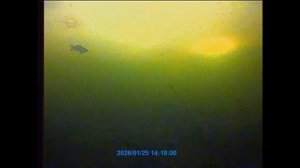 Большие караси зимой под льдом