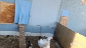 27-01-2026. ЯИЦ 🥚 стало намного больше.