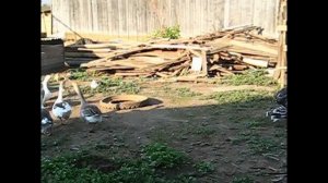 Бой индюков