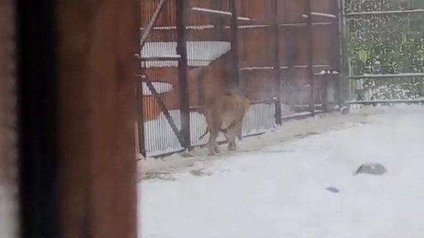 14ч14 пришли киперы вольер 4 перекрыли лев ждет еду открыли вольер 2 стащил зайца у Симы 27 01 26