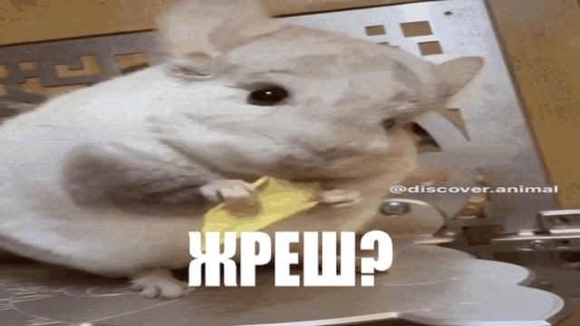 ШИНШИЛА КУШАЕТ #7 | KEK смотреть онлайн