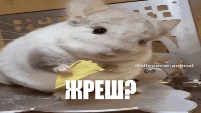 ШИНШИЛА КУШАЕТ #10 | KEK смотреть онлайн