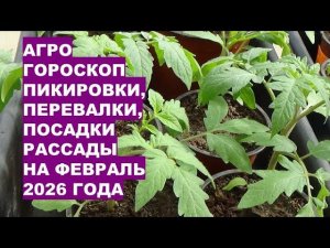 Февраль 2026: Самые Лучшие Дни для Пикировки, Перевалки, Посадки Рассады!