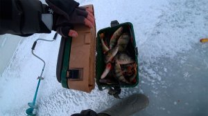 РАЗДАЧА ПО ОКУНЮ !!! ЛЕБЕДЬ ВМЕРЗ !!!