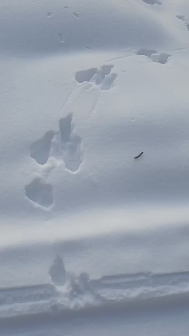 Чьи это следы.